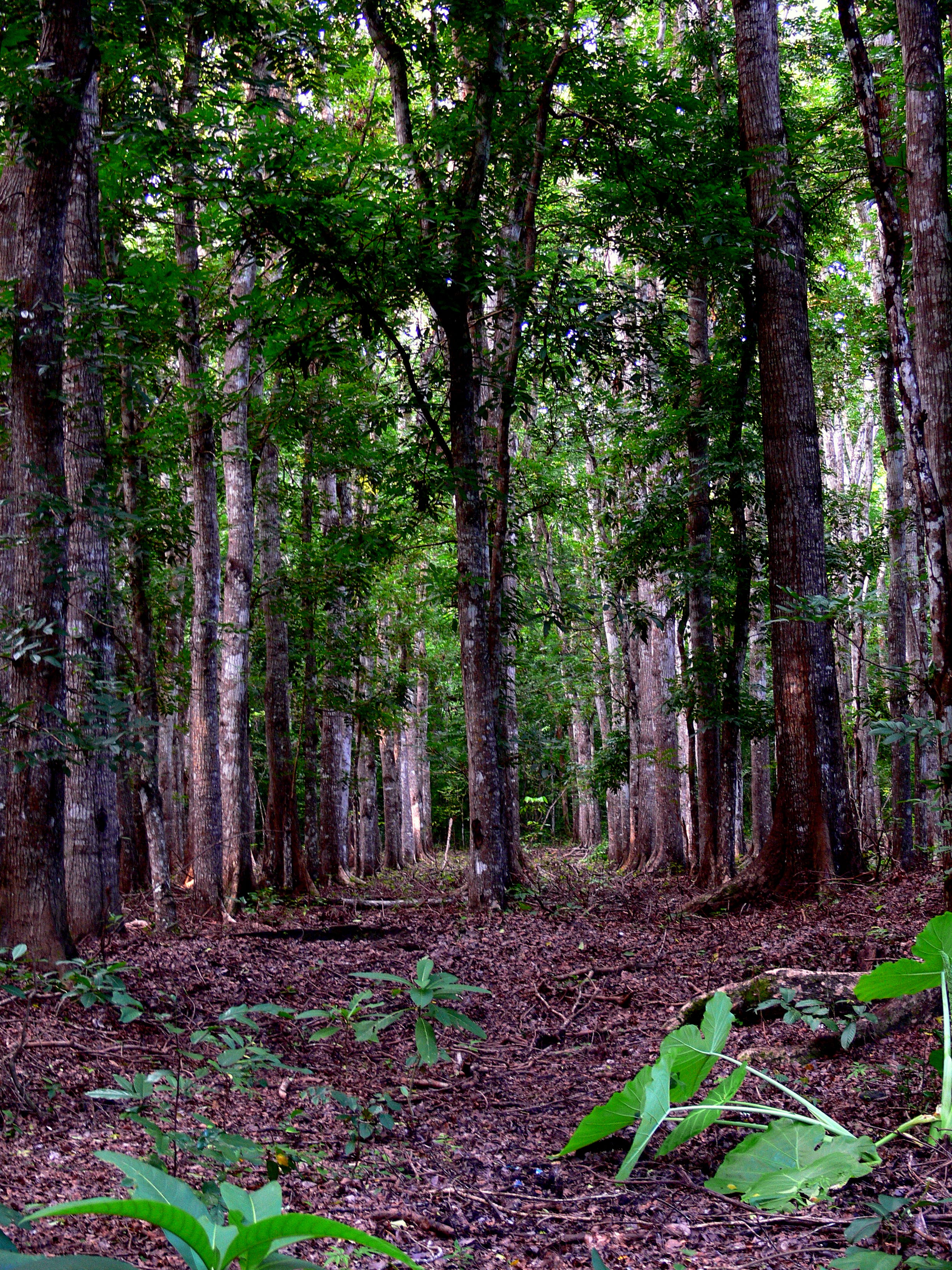 OLD RUBBER PLANTATION.JPG