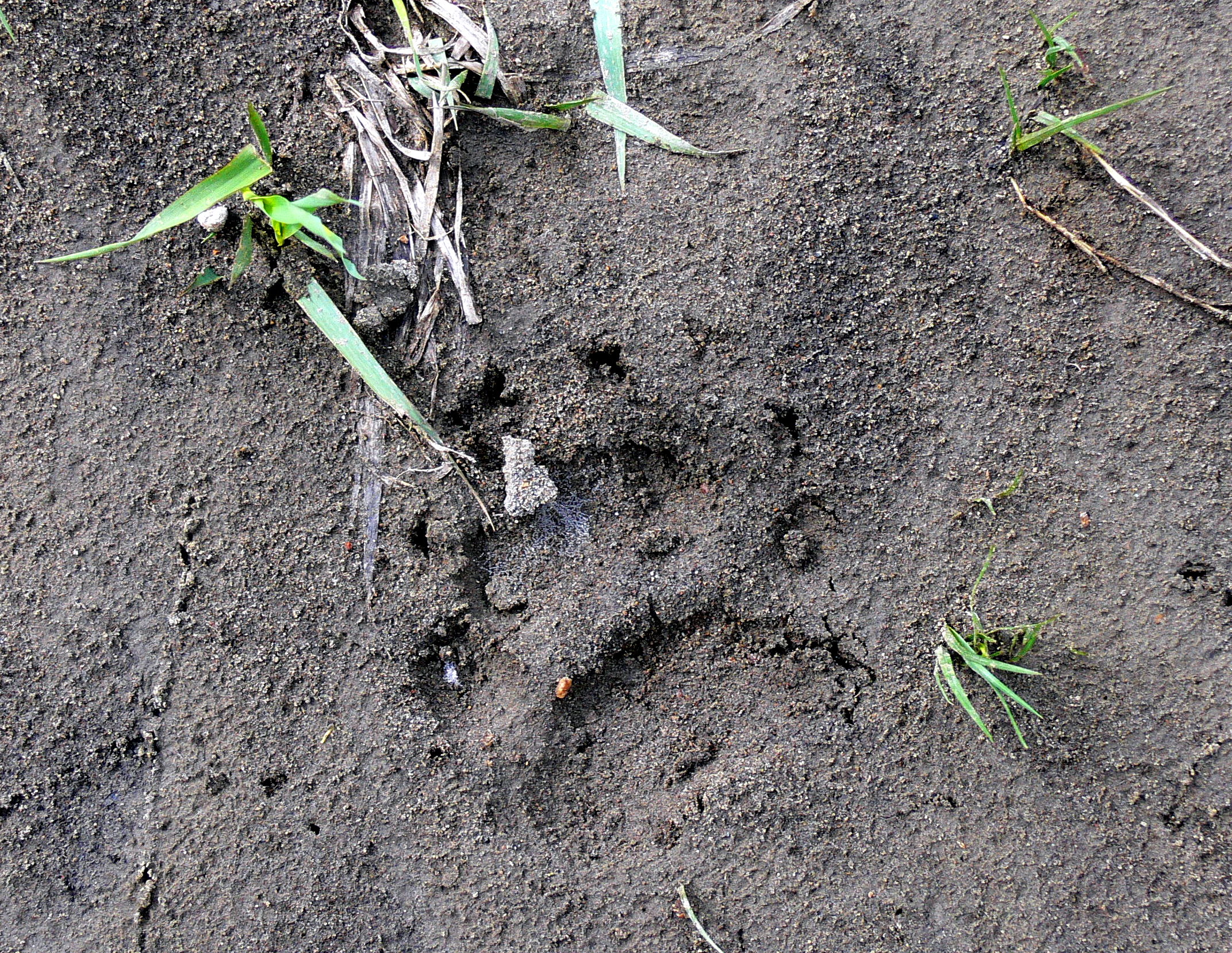 YOUNG GRIZZLY TRACK.JPG