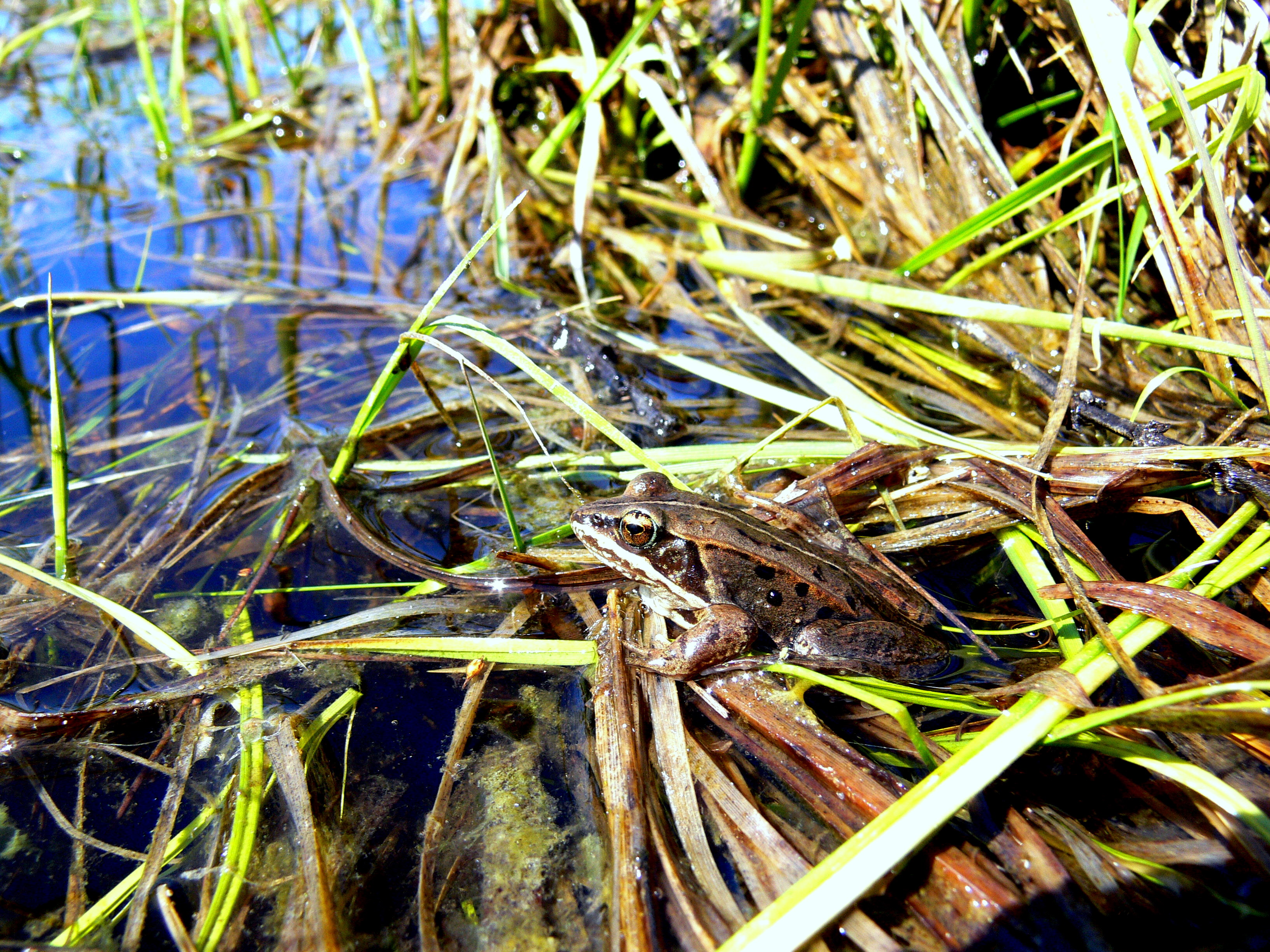 WOOD FROG #3.JPG