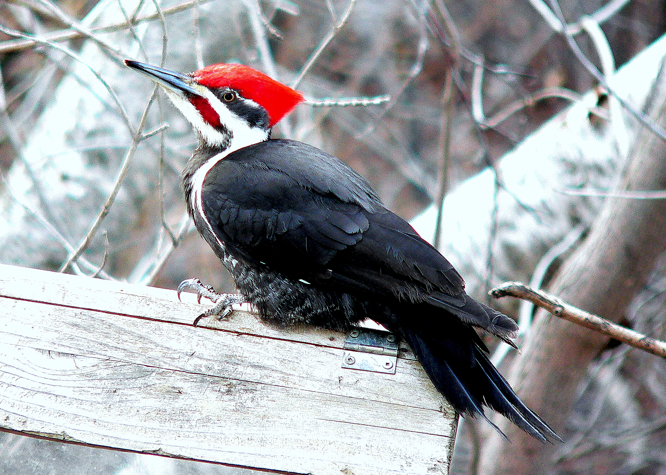 PILEATED 2.JPG