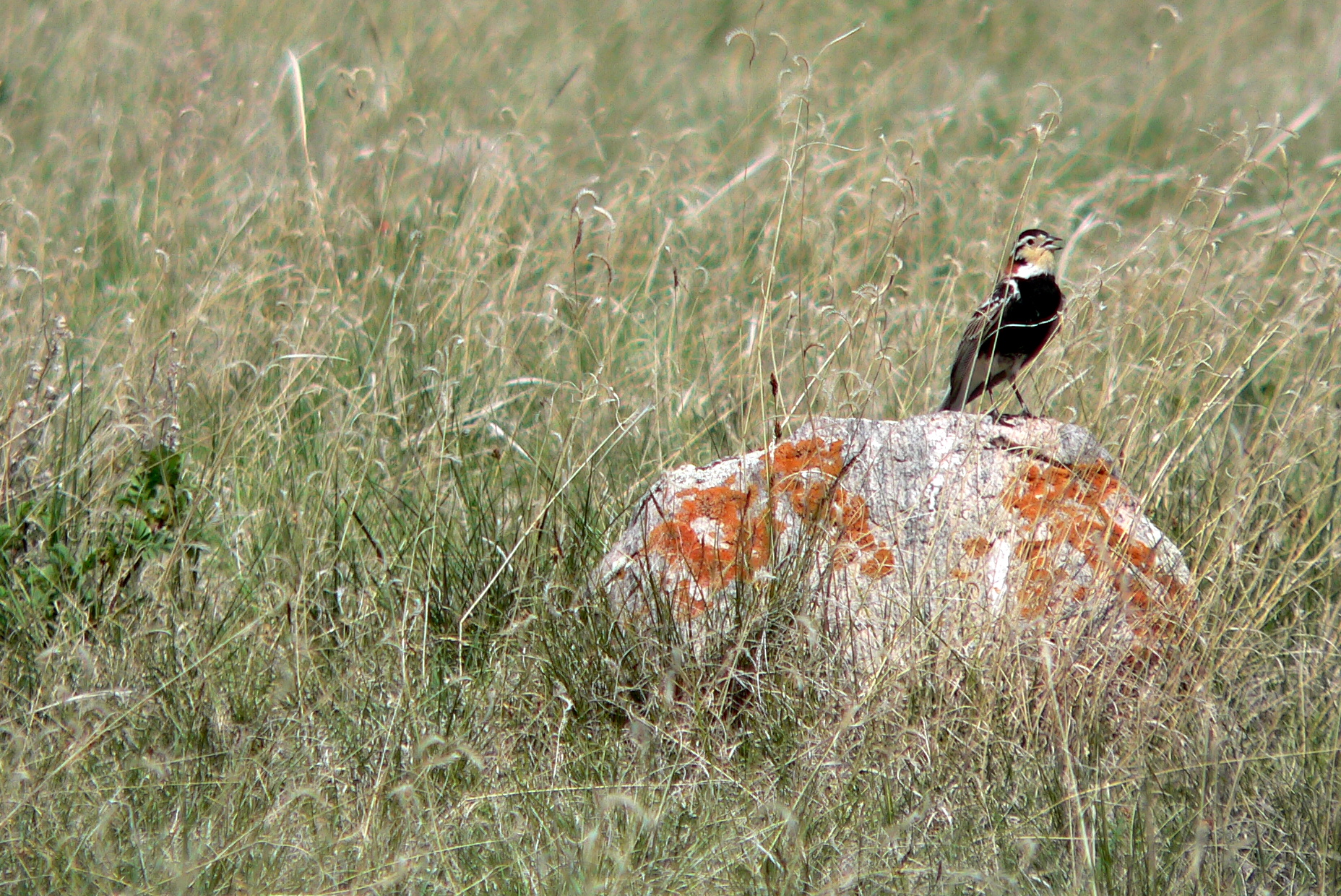 CHESTNUT-COLLARED LONGSPUR.JPG