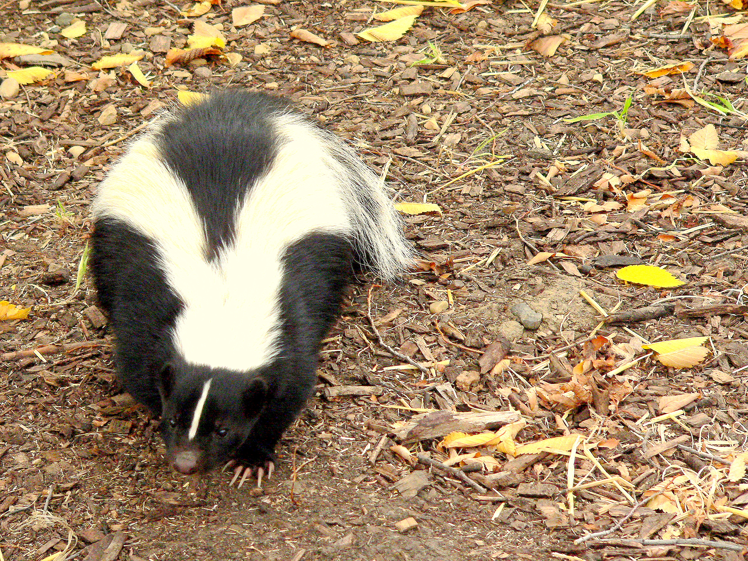 STRIPED SKUNK.JPG
