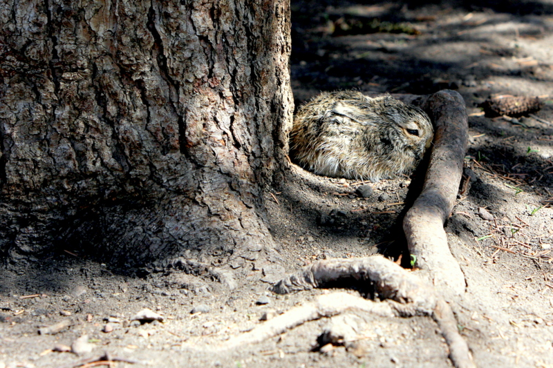 TWIXT TRUNK AND ROOT.JPG