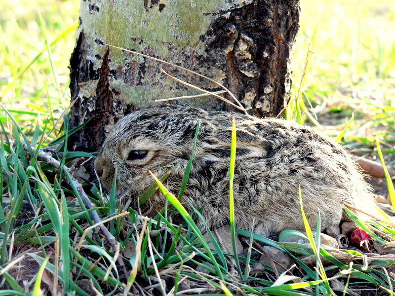 RESTING BY TREE TO BREAK OUTLINE.JPG