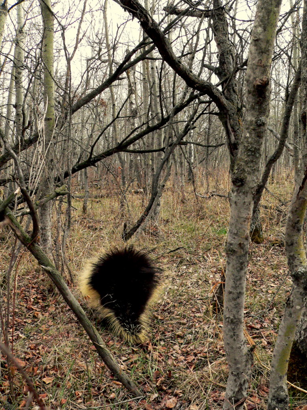 PORCUPINE WALK AWAY.JPG