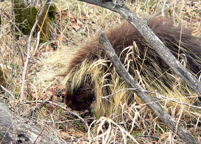 PORCUPINE-PORTRAIT 2.JPG
