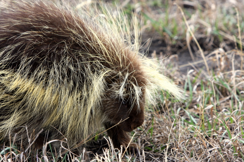 BAD HAIR DAY.JPG