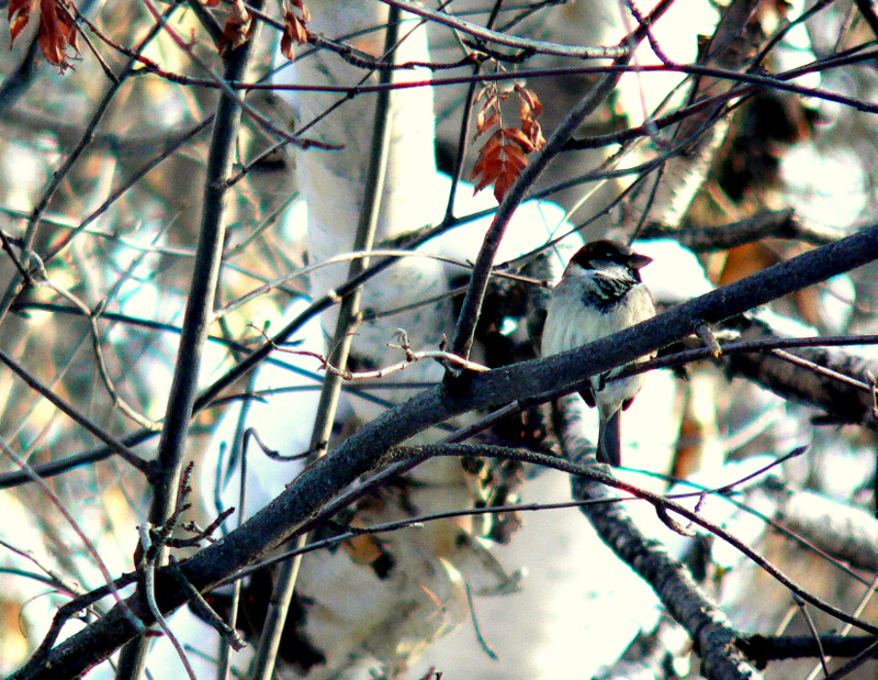 HOUSE SPARROW.JPG
