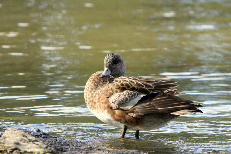 WIDGEON HEN.JPG