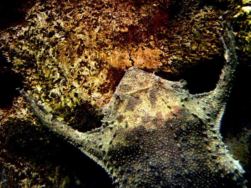 SURINAM TOAD.JPG