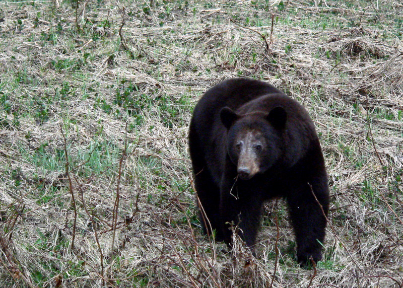 GRAZING BEAR 4.JPG