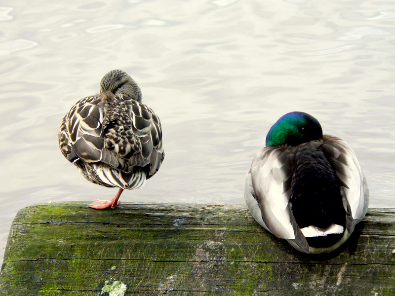 PAIRED MALLARDS.JPG