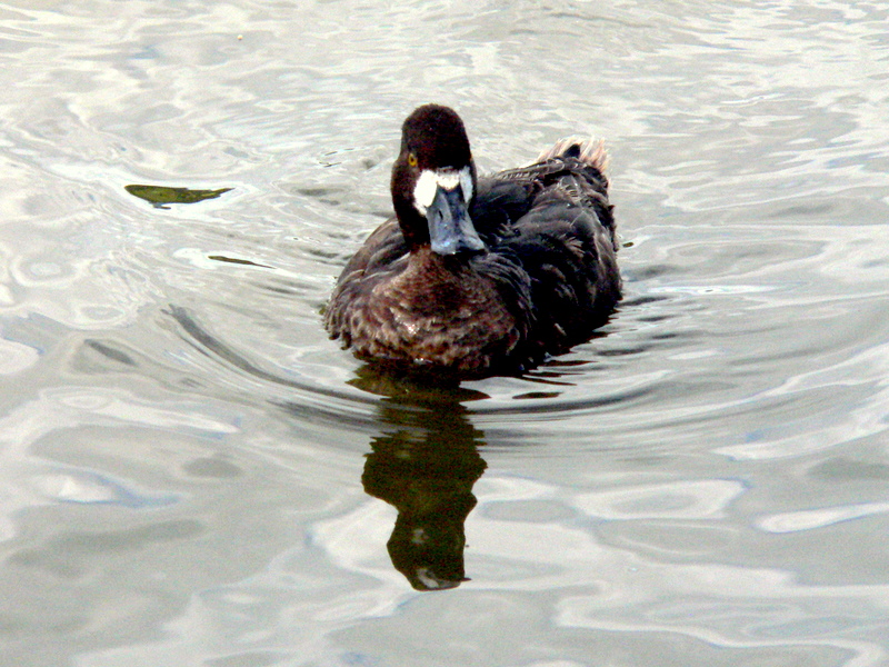 LESSER SCAUP HEN.JPG