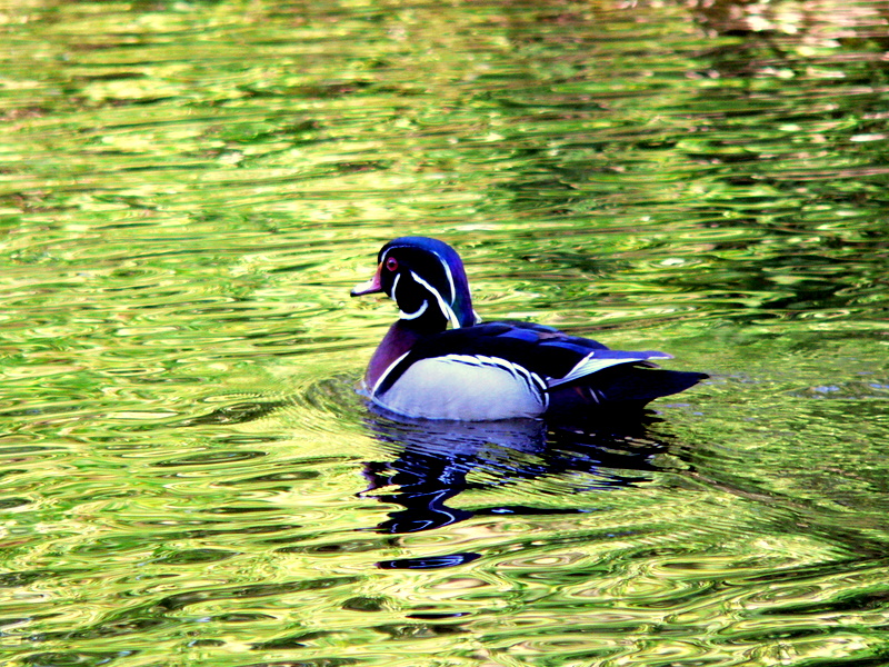 WOOD DUCK 2.JPG