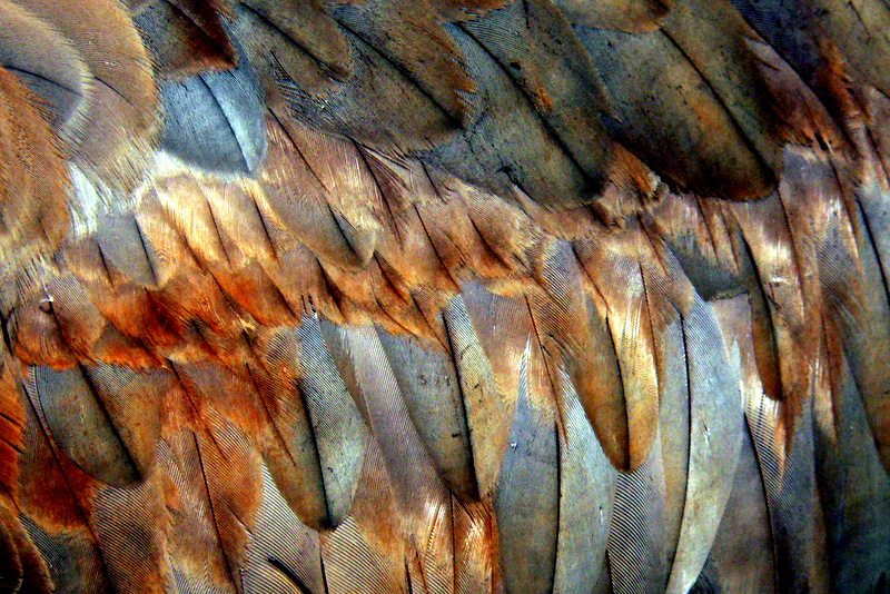 SANDHILL CRANE FEATHERS.JPG