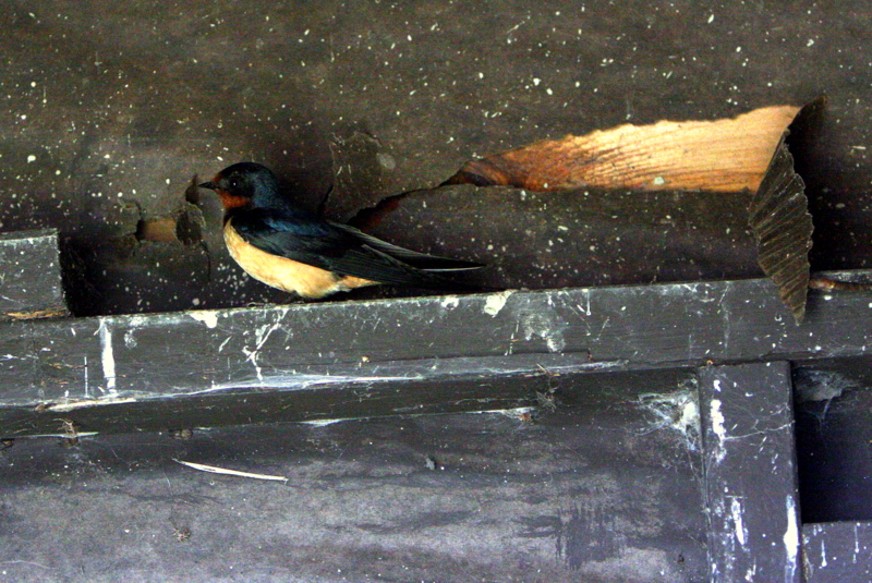 BARN SWALLOW.jpg