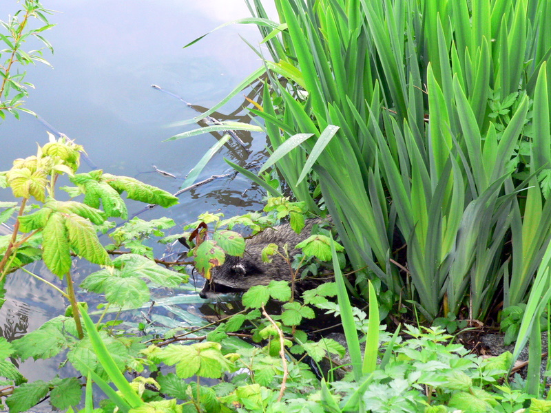 WADING.JPG
