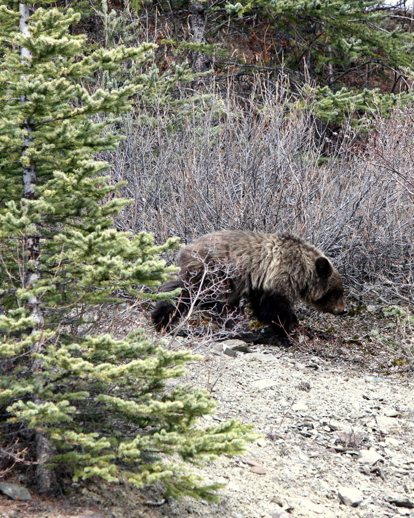 CUB 2.JPG