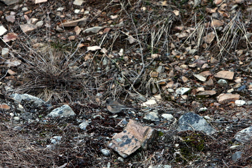 OREGON JUNCO-FEMALE.JPG