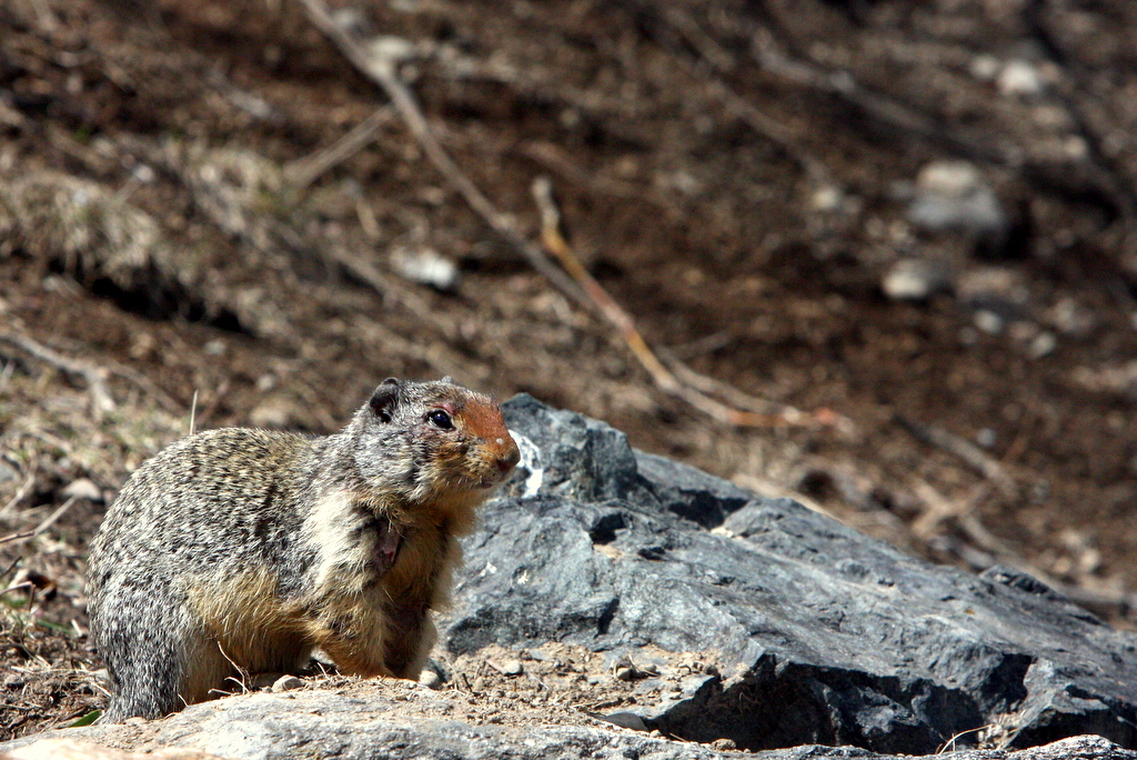 RUSSET NOSE.JPG