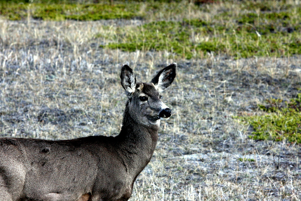 MULE DEER.JPG