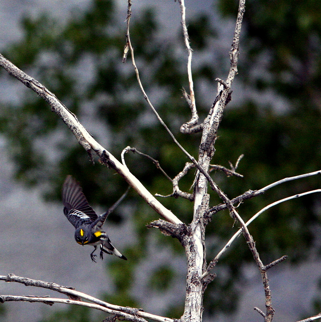 AUDUBONS WARBLER.JPG