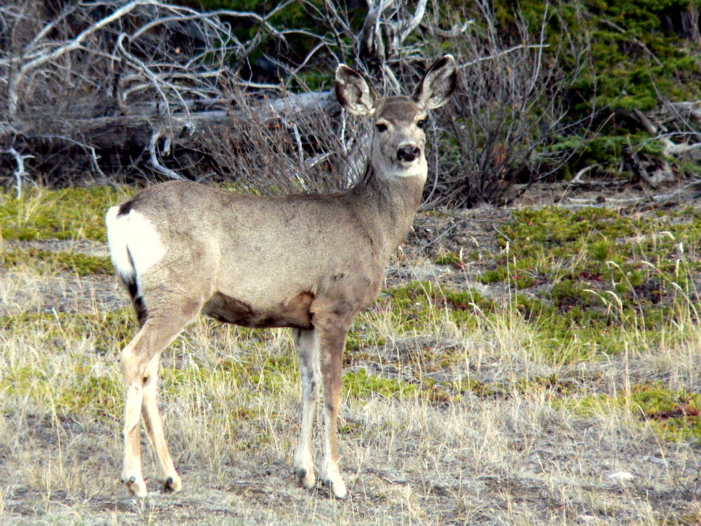 MULEY 2.JPG