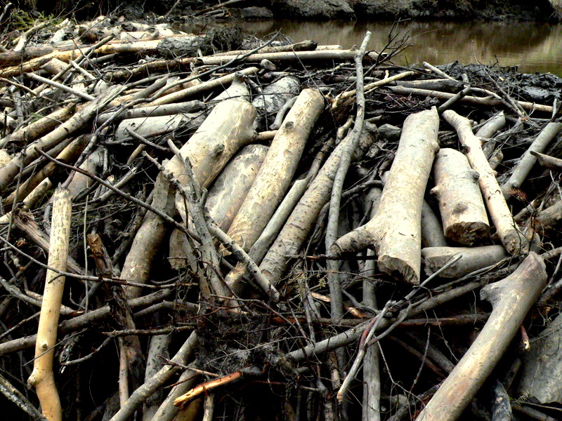 BEAVER-CUT WOOD.JPG