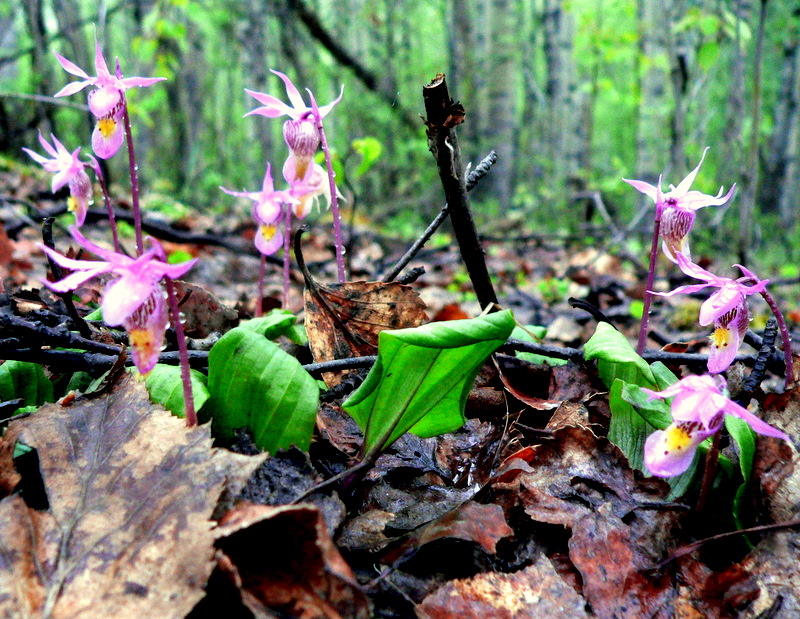 LADYSLIPPER FAMILY.JPG