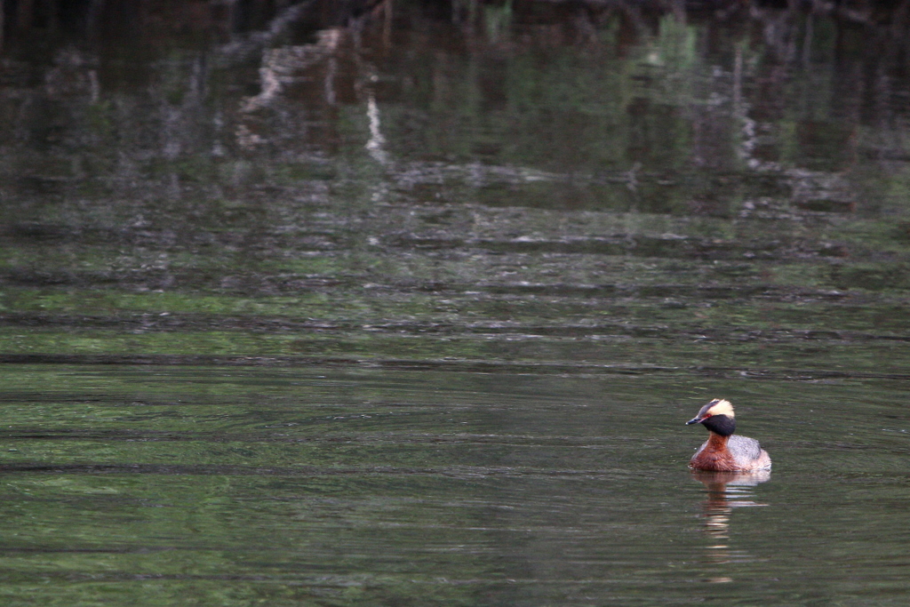 HORNED GREBE 1.JPG