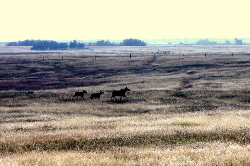PRAIRIE MOOSE.jpg