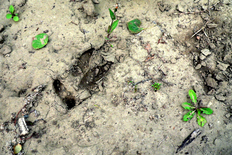 DEER TRACK SHOWING DEWCLAWS.JPG