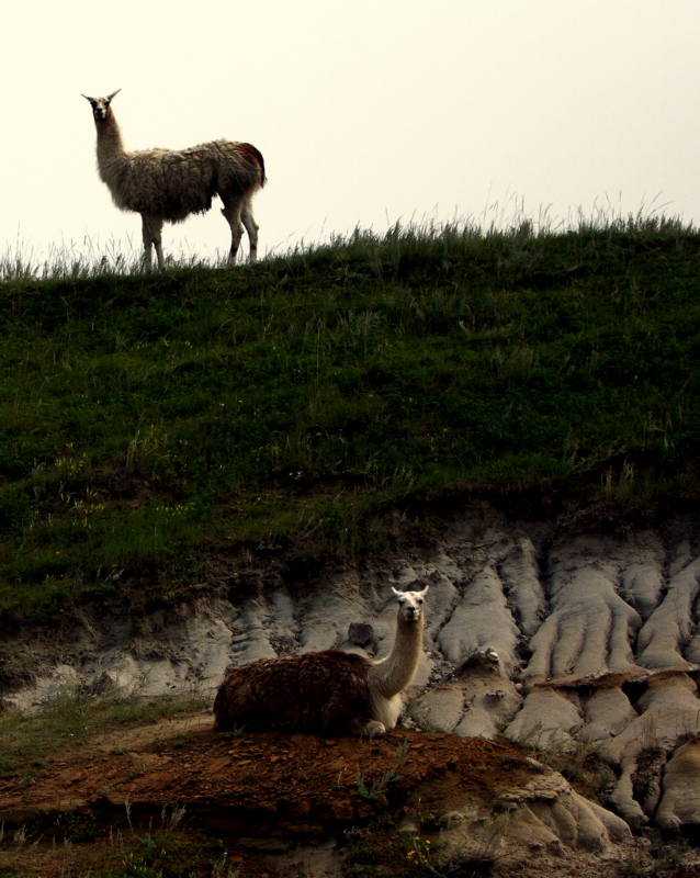 LLAMAS.jpg