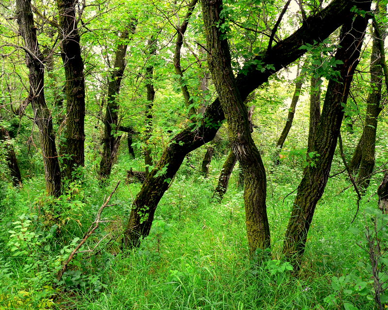 MAPLE WOODLAND.JPG
