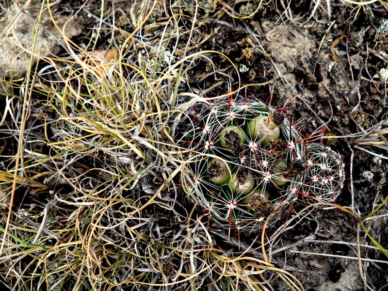 SMALL BALL CACTUS 2.JPG