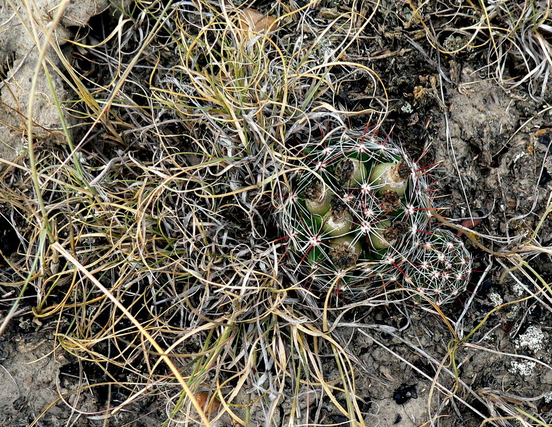 SMALL BALL CACTUS 3.JPG