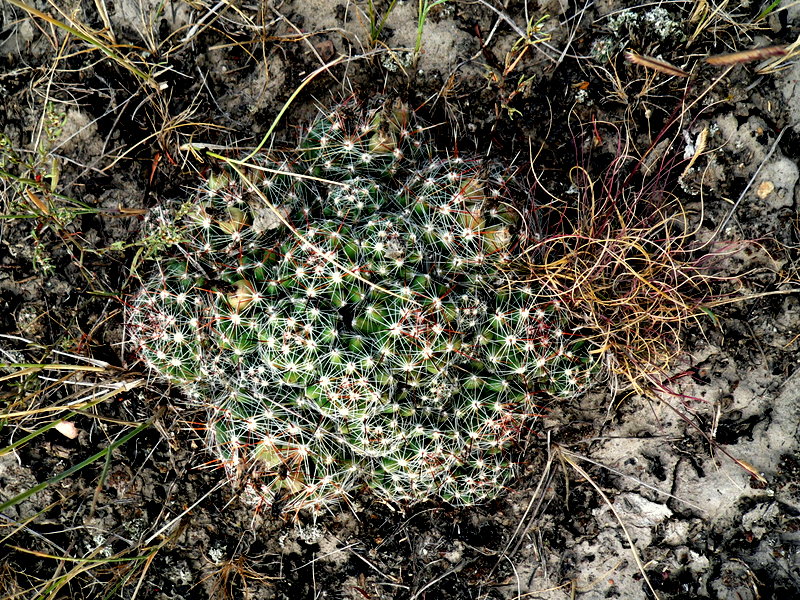 SMALL BALL CACTUS 4.JPG