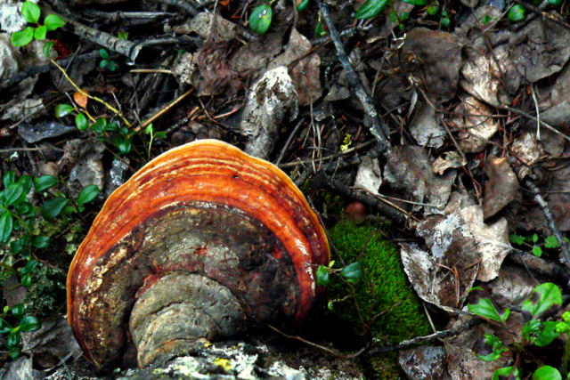 LOOKING DOWN ON A RED BRACKET FUNGI.JPG
