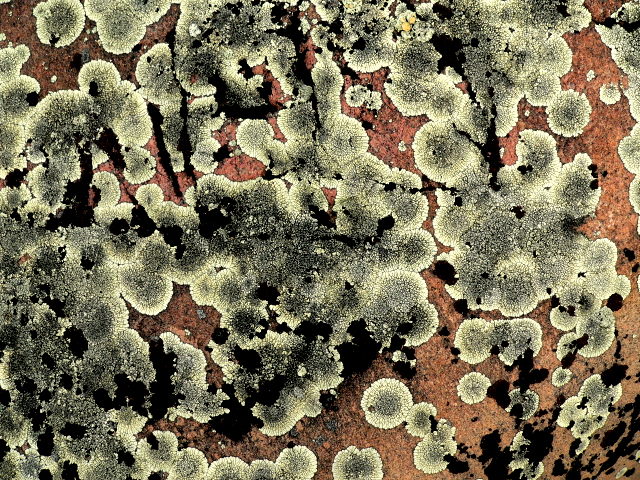 LICHEN CRUST.JPG