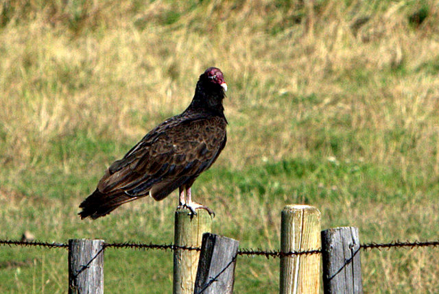 TURKEY VULTURE.jpg