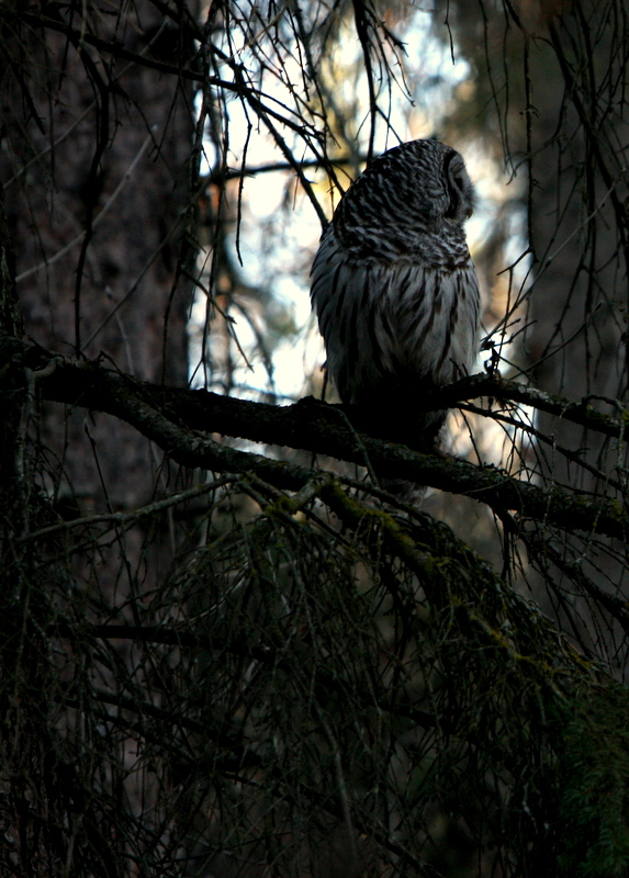 LOOKING THROUGH THE FOREST.JPG