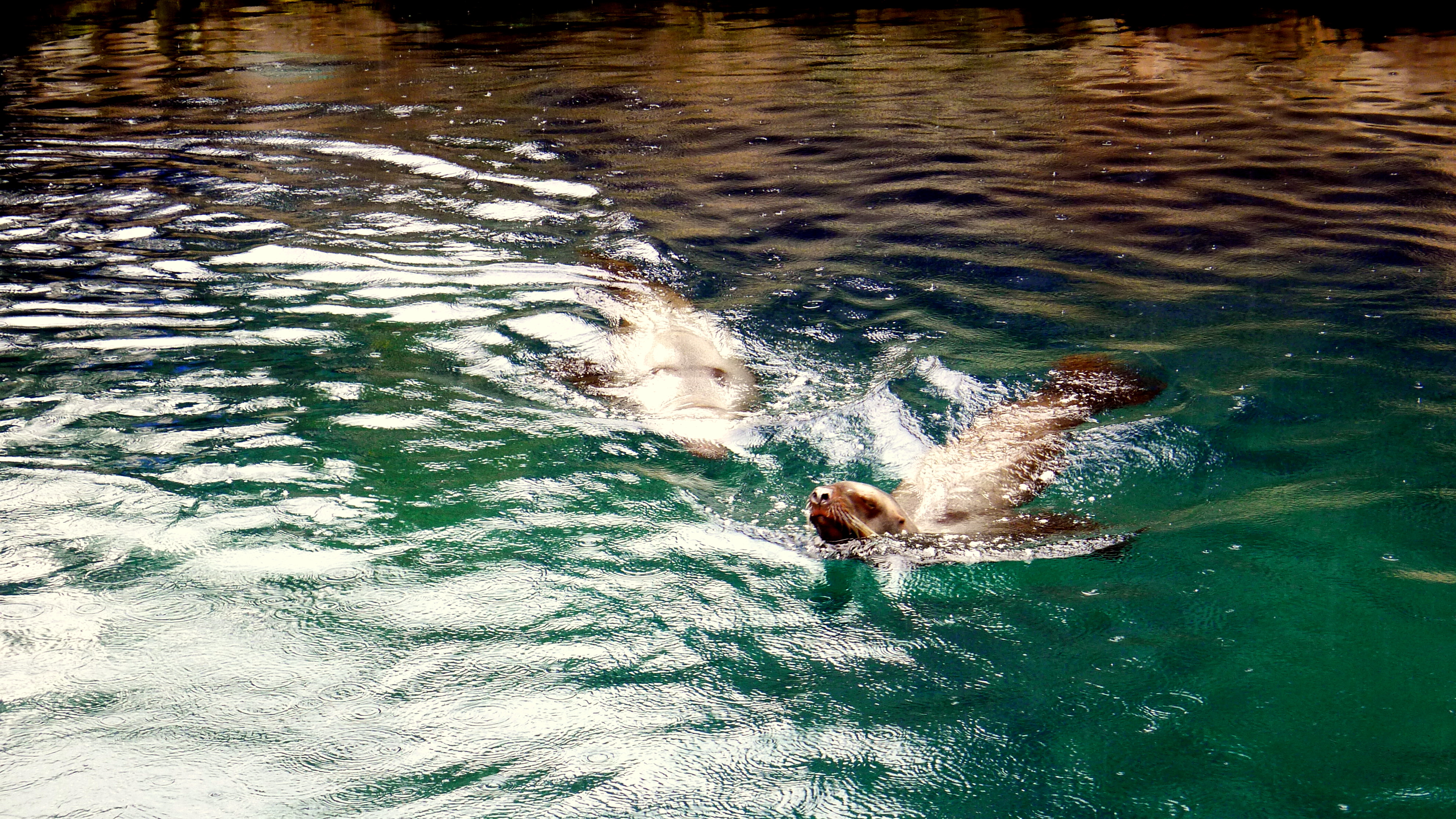 STELLERS SEA LION 1.JPG