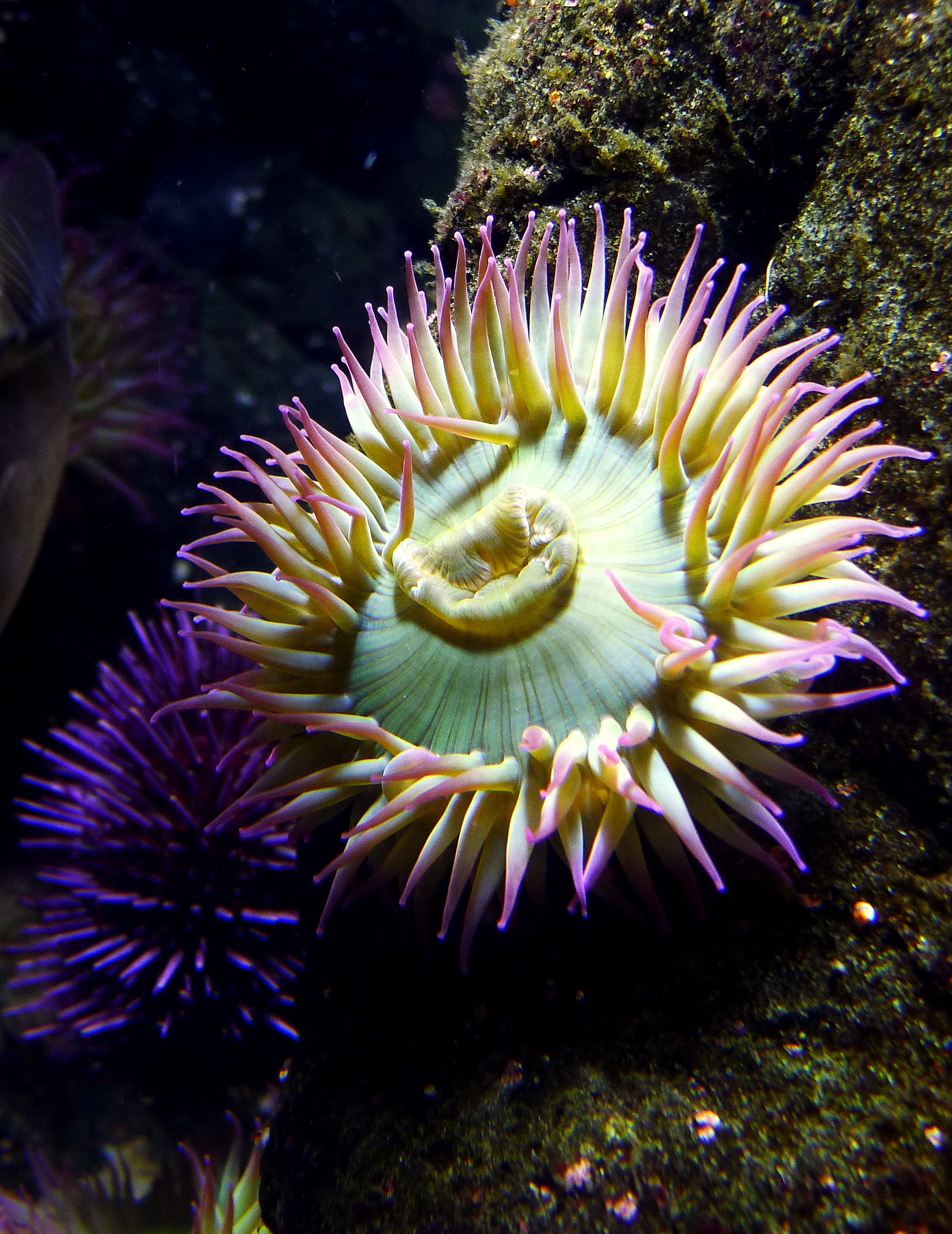 MAGENTA TIPPED TENTACLES.JPG