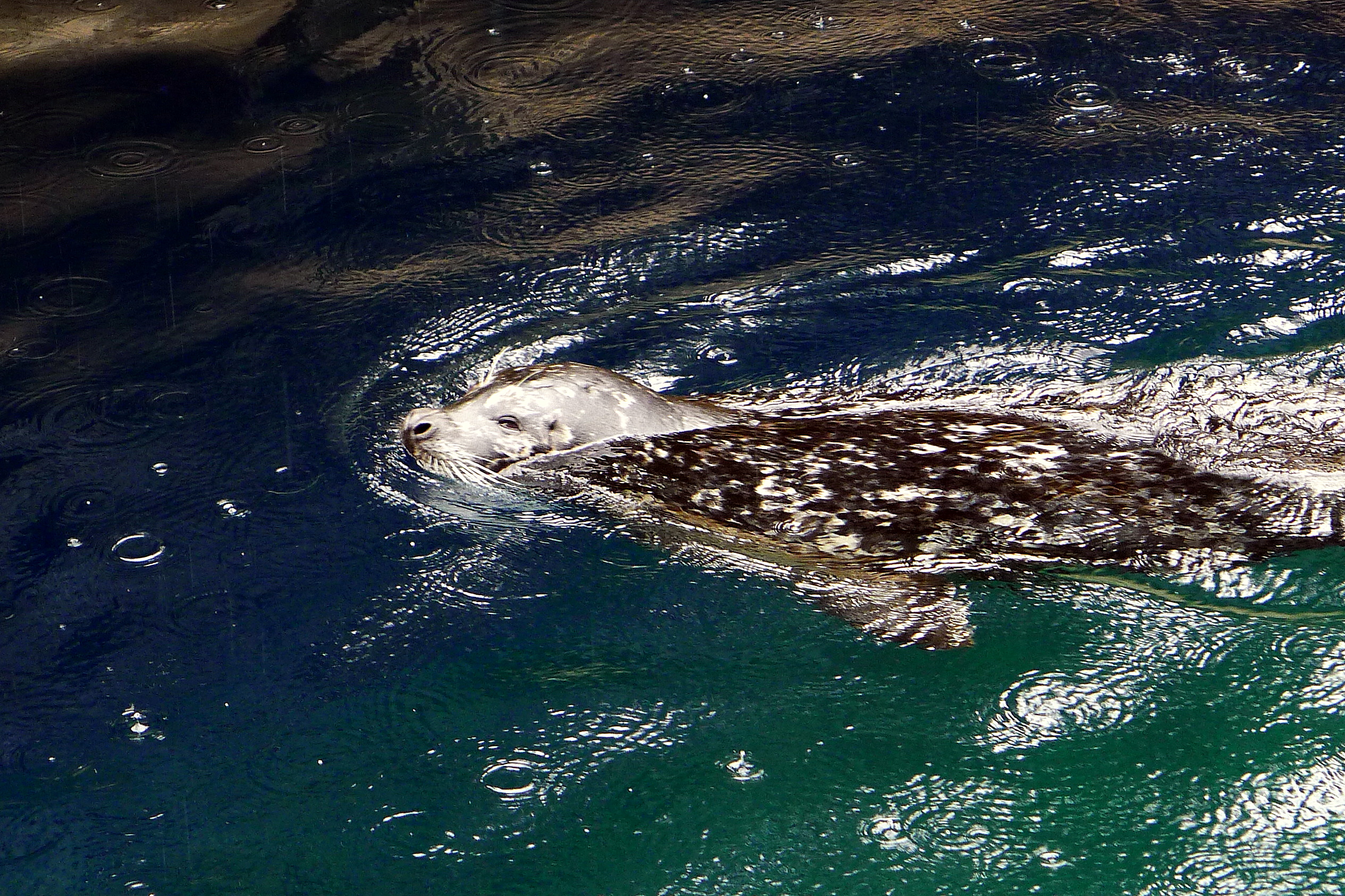 HARBOUR SEAL.JPG