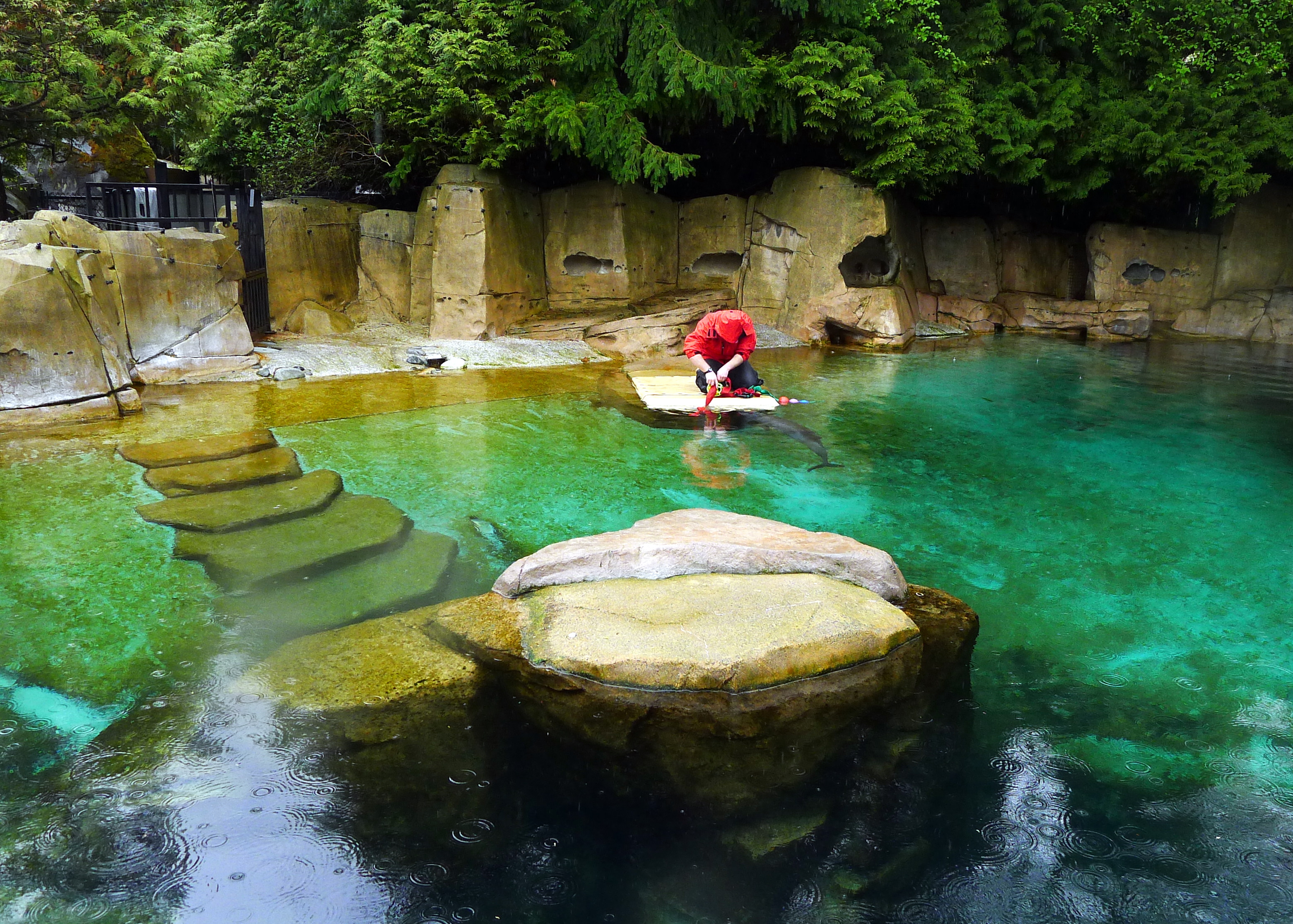 HARBOUR PORPOISE ENCLOSURE.JPG