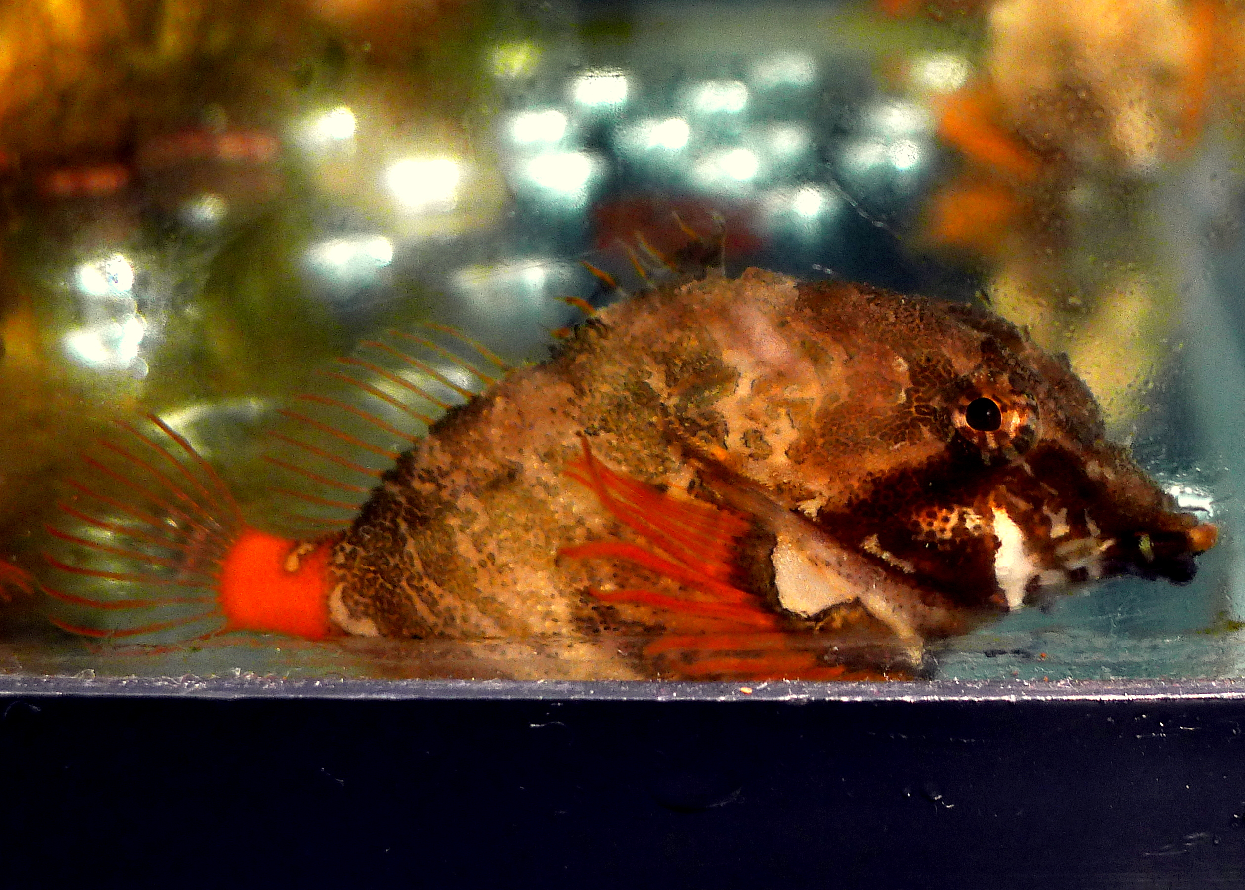 GRUNT SCULPIN.JPG