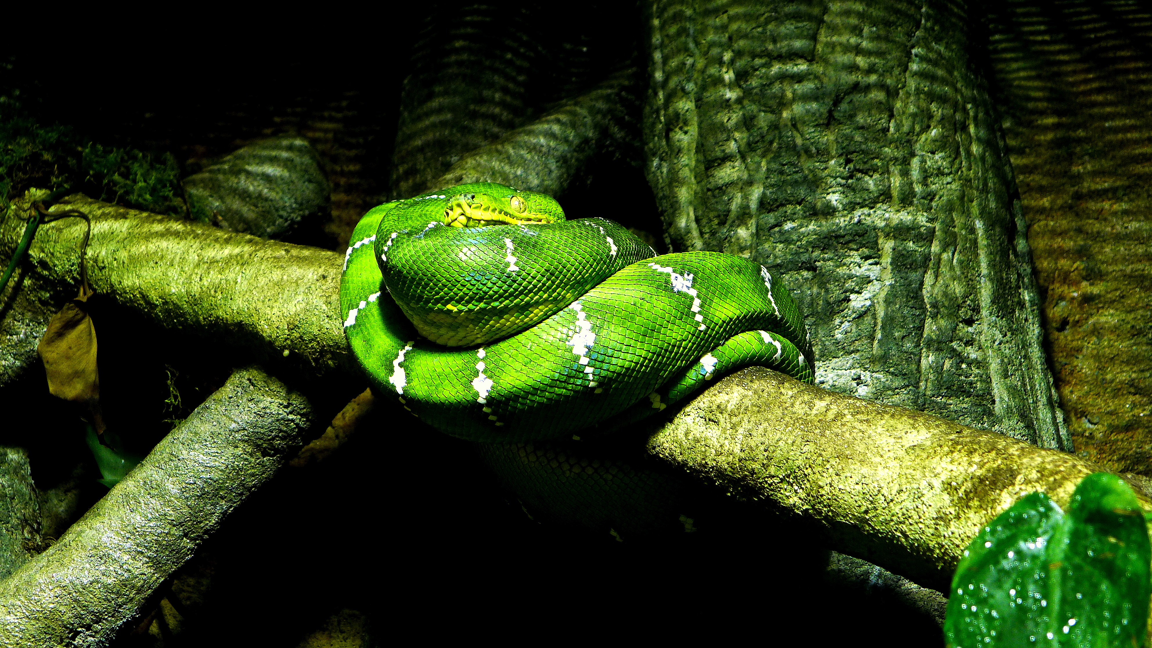 EMERALD TREE BOA 2.JPG
