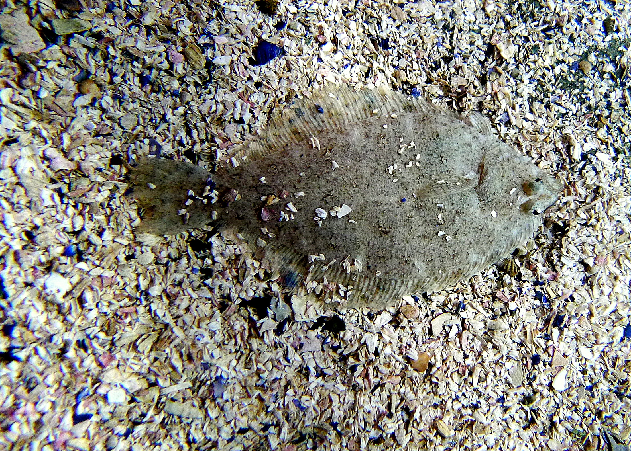 SPECKLED SANDDAB.JPG