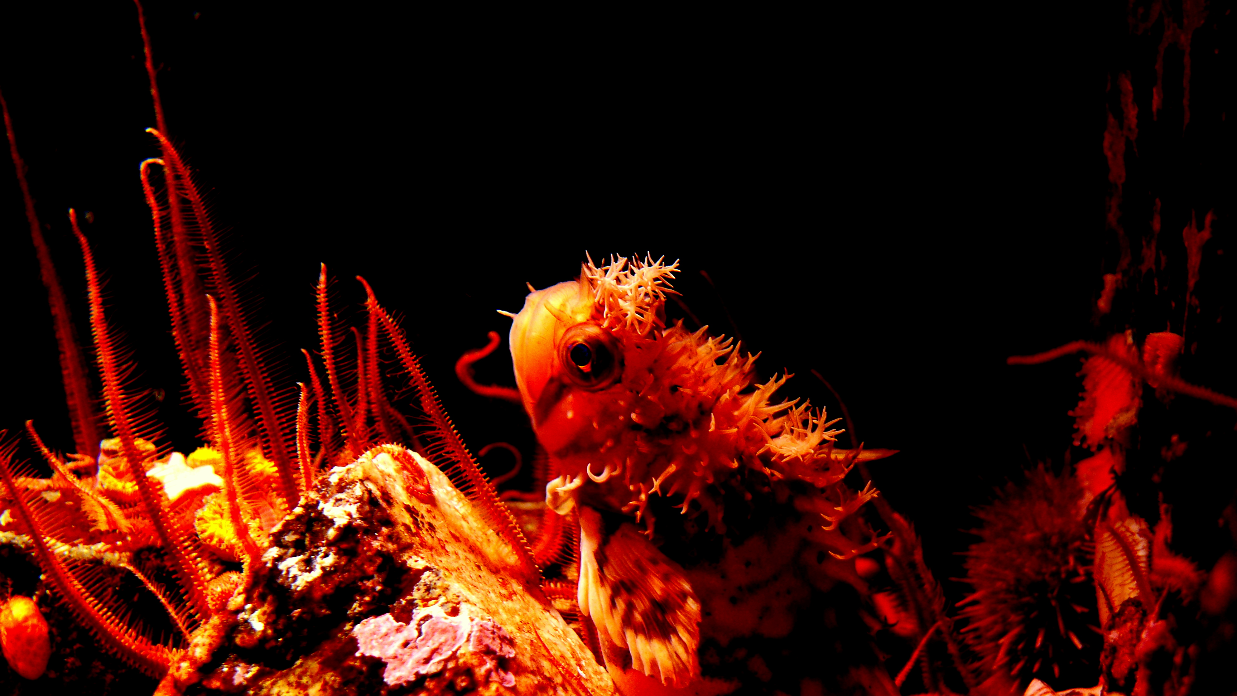 DECORATED WAR BONNET.JPG