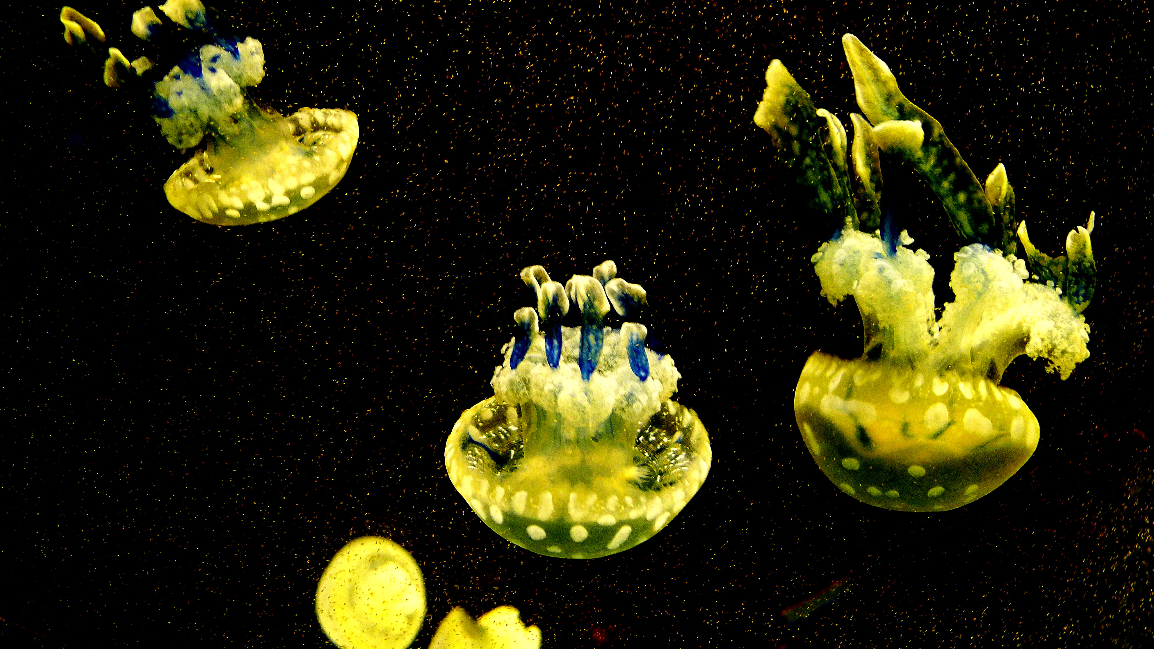 JELLIES.JPG